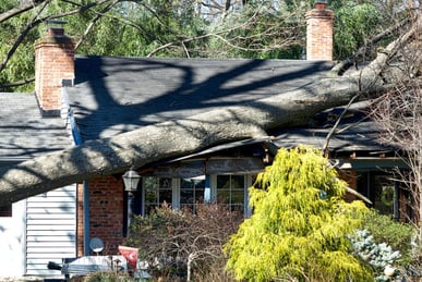 Tree fallen on a roof after a hurricane