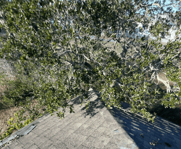 Tree branches near roof