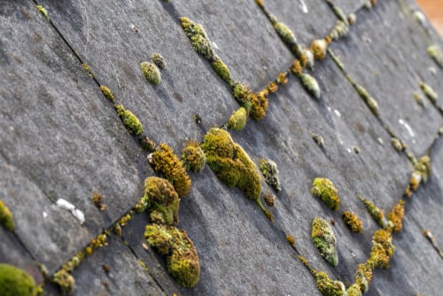 Algae on a roof
