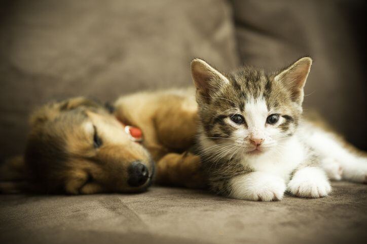 Calm Pets During a Roof Replacement